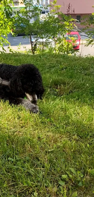 Black poodle lying on green grass in a park.