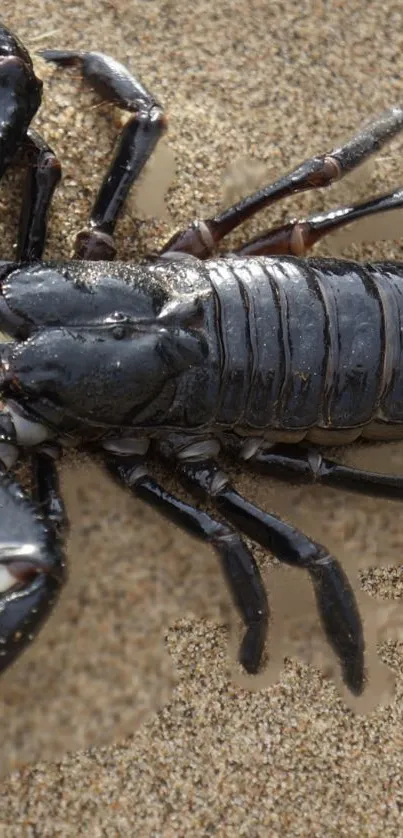 Close-up of black scorpion on sand.