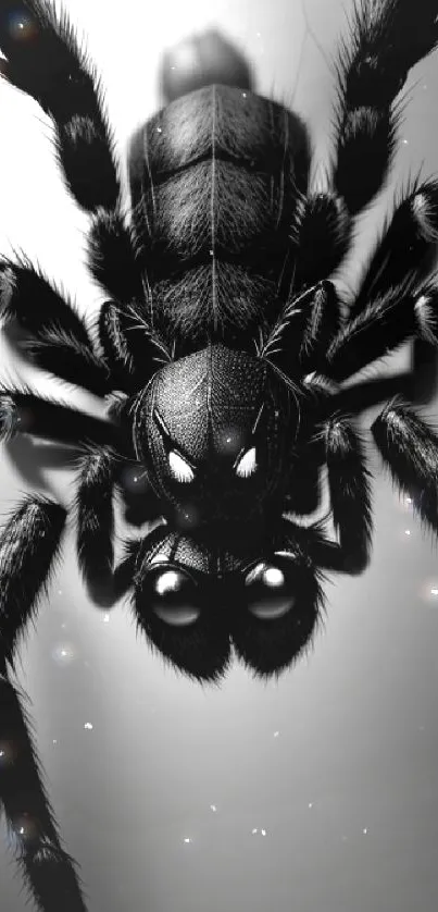 Detailed black spider wallpaper with high contrast design for mobile devices.