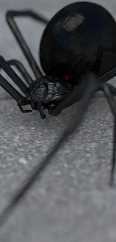 Realistic black spider on pavement wallpaper.