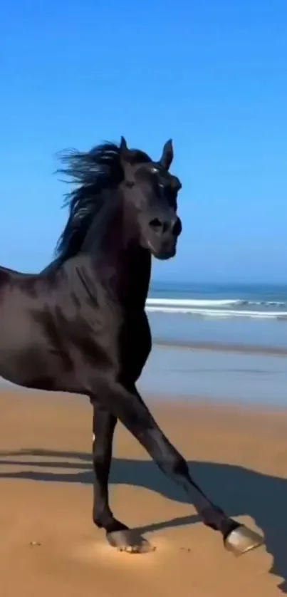 Black stallion running on a sandy beach under a clear blue sky.