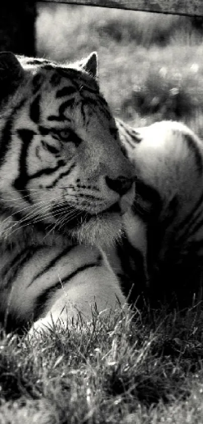 Black and white wallpaper featuring a majestic tiger resting gracefully.