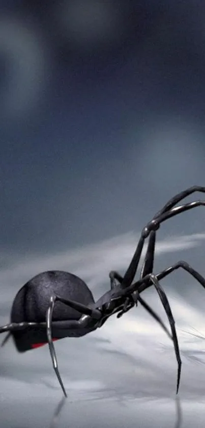 Close-up of black widow spider on a dark gray background.