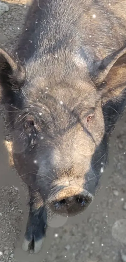 Close-up of a black wild boar in natural setting, ideal for mobile wallpaper.