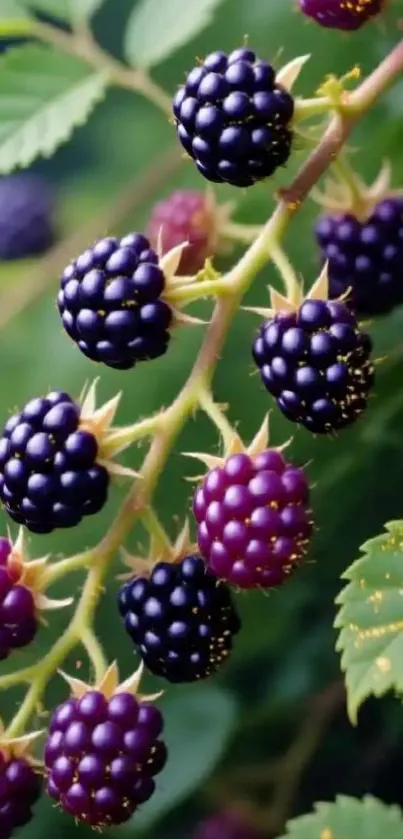 Ripe blackberries hanging from a branch with green leaves.