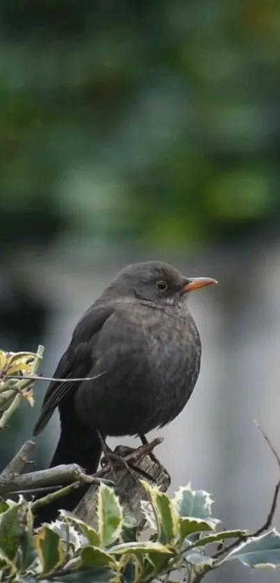 Blackbird perched on a branch with greenery in the background.