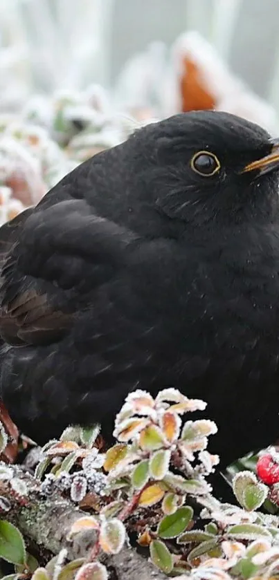 Blackbird sitting on frosty branches with berries.