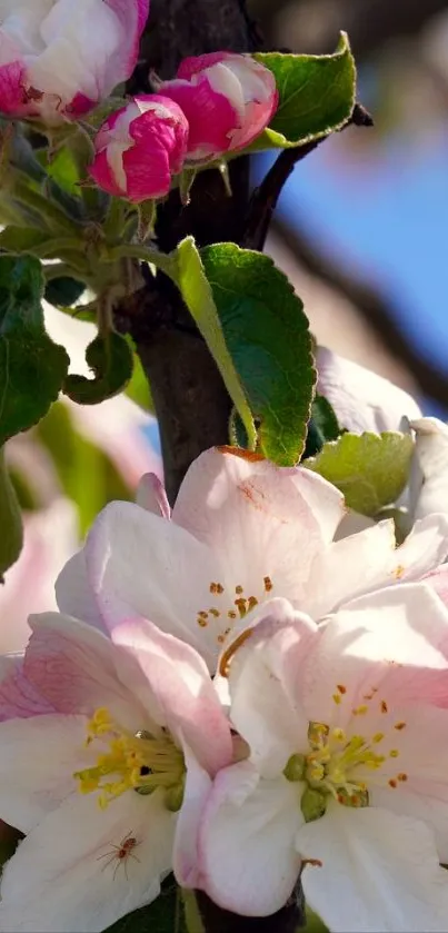 Close-up of blooming apple blossoms with vibrant green leaves.