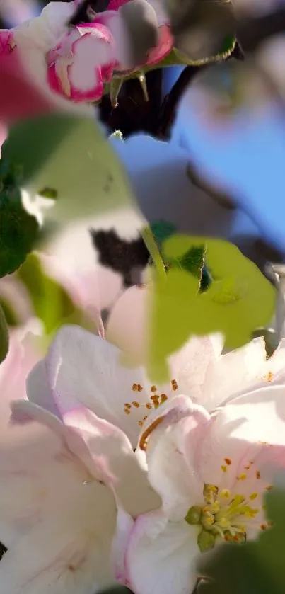 Close-up of blooming apple blossoms against a clear blue sky.