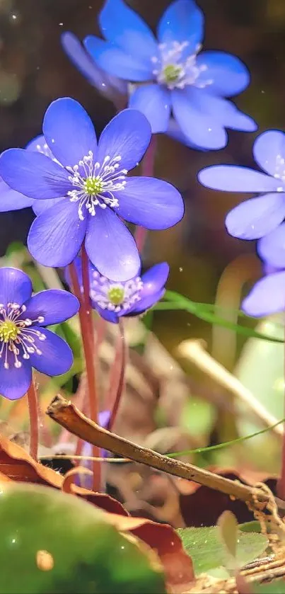 Purple flowers blossoming in forest setting