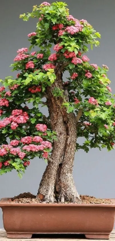 Blooming bonsai tree with pink flowers and green leaves in a pot.