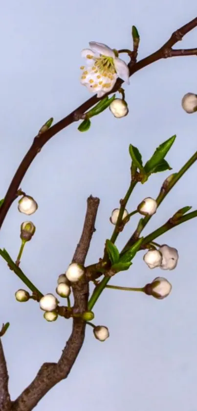 Aesthetic spring branch with white blossom against blue sky.