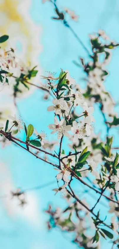 White flowers blooming on branches against a sky blue background.