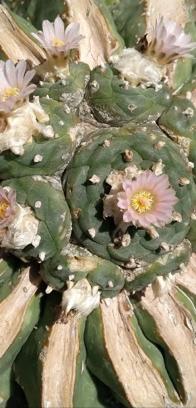 Cactus with pink blossoms mobile wallpaper.