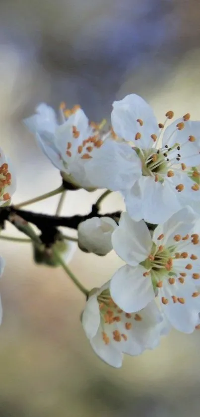 Cherry blossoms in full bloom with delicate white petals.