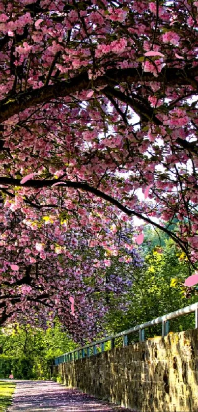 Cherry blossom trees arching over a serene pathway in spring.