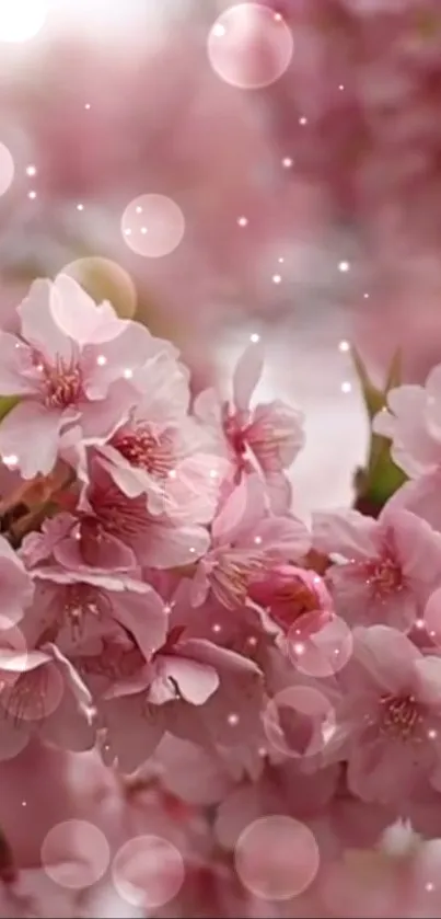 Cherry blossoms with soft pink petals and bokeh lights creating a serene wallpaper.