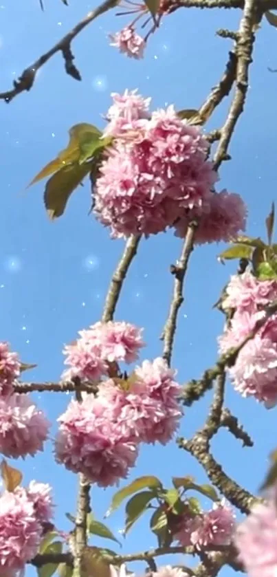 Cherry blossoms with blue sky background, perfect for mobile wallpaper.