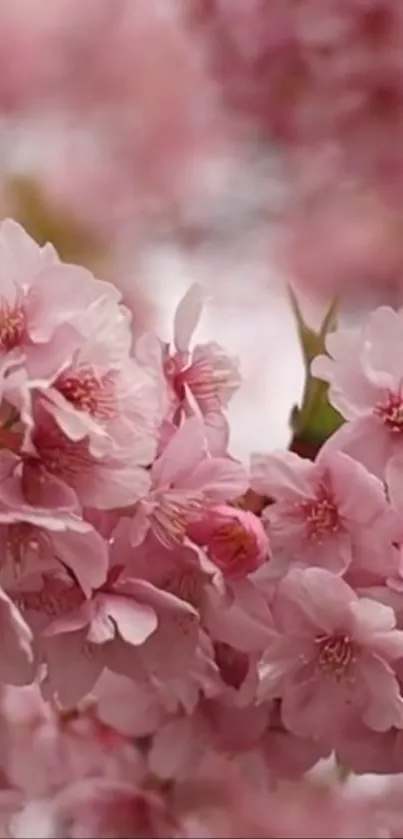 Blooming pink cherry blossoms against a blurred background.