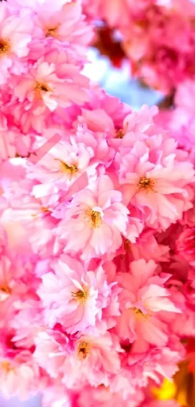 Cherry blossom wallpaper featuring vibrant pink petals and dark branches.