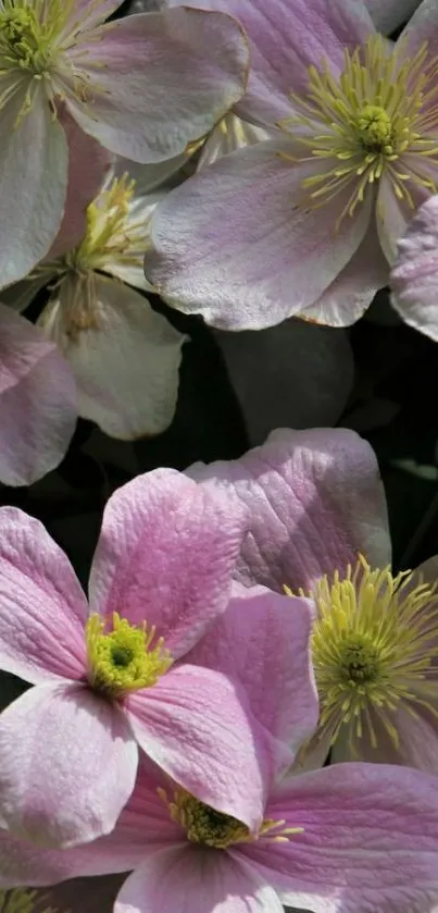 Delicate pink clematis flowers in full bloom on a phone wallpaper.