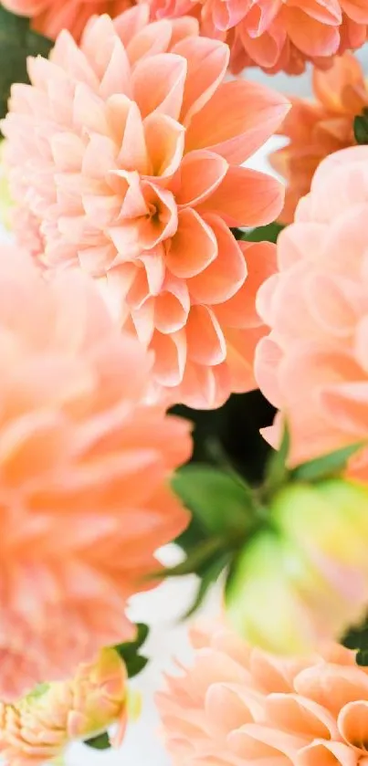 Peach dahlia flowers create a vibrant phone wallpaper.