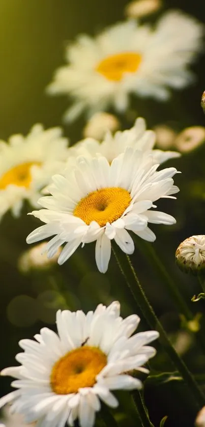 Close-up of blooming daisies in sunlight, creating a serene nature scene.