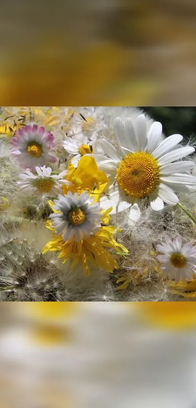 Vibrant mobile wallpaper with blooming daisies and yellow petals.