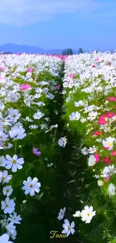 A lush field of white daisies under a bright blue sky.