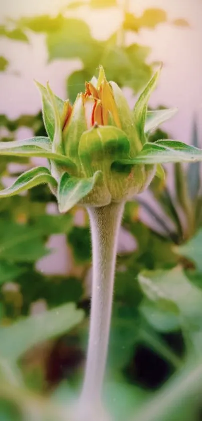 Close-up of a vibrant flower bud with lush green leaves in the background.