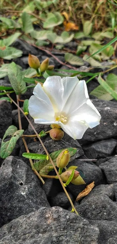 White flower blooming among dark rocks and green leaves in natural setting.