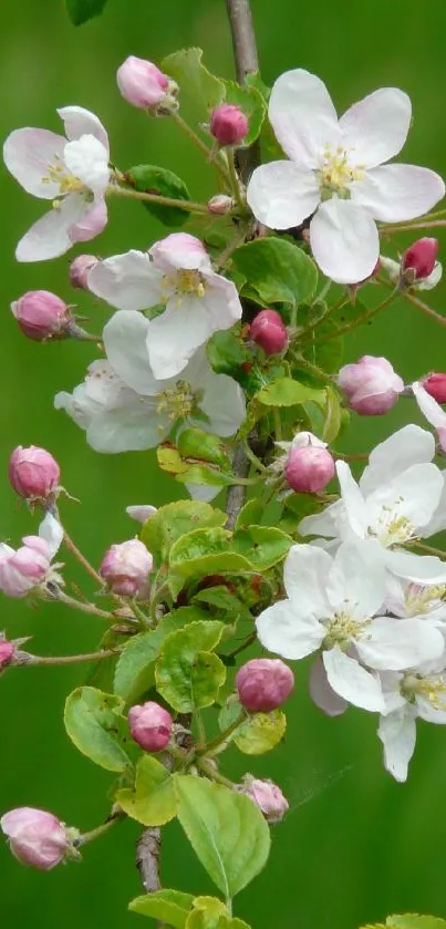 Beautiful pink and white flowers on green background wallpaper.