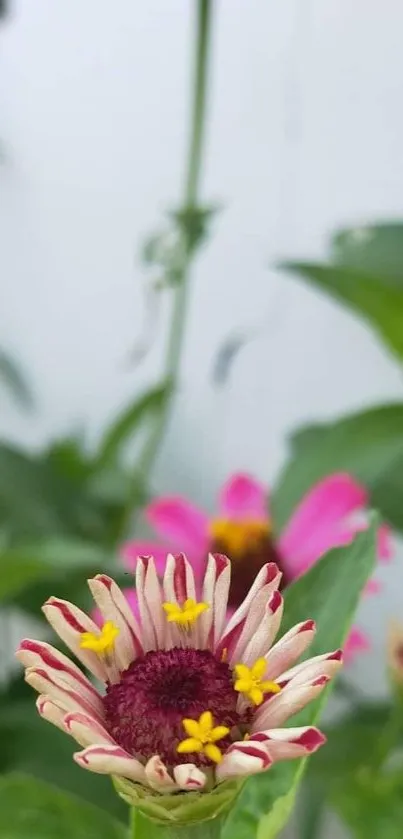 Vibrant flower wallpaper with green leaves.