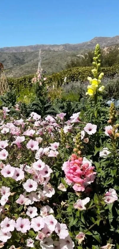 Blooming garden with flowers under blue sky and mountains.