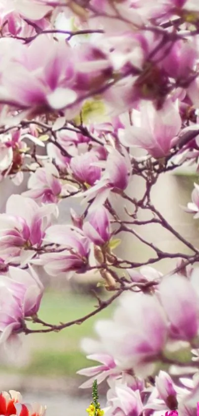 Blooming magnolia flowers with pink and white hues.