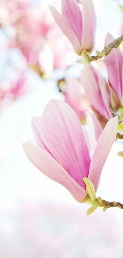 Pink magnolia flowers blooming against a bright sky background.
