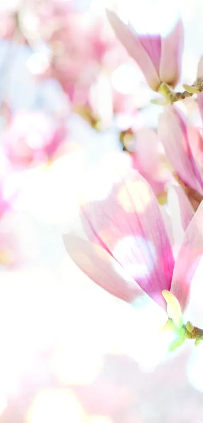 Delicate pink magnolias blooming on branches against a light blue sky.