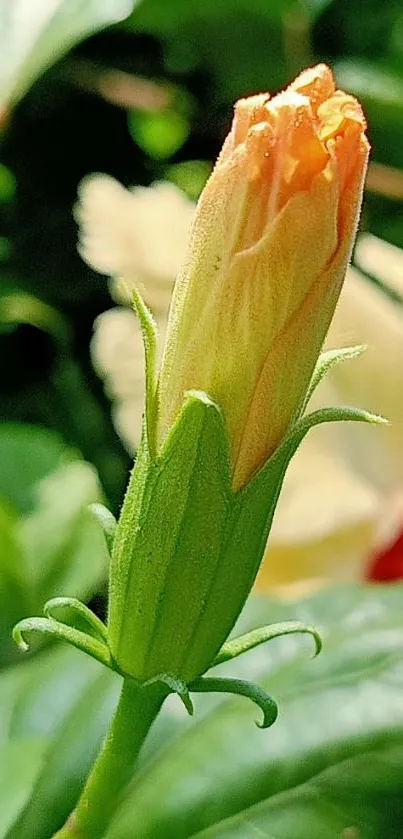 Close-up of a budding orange flower surrounded by lush green leaves.