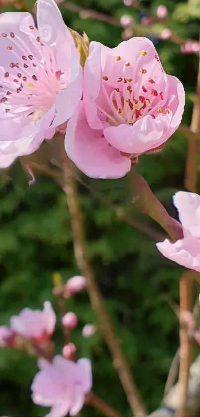 Pink cherry blossoms blooming against lush greenery.