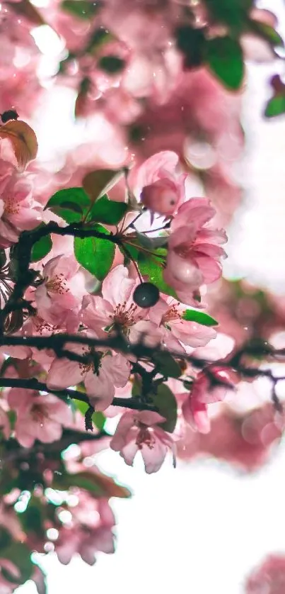 Beautiful pink cherry blossoms against sky.