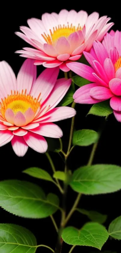 Vibrant pink flowers with green leaves on a black background.