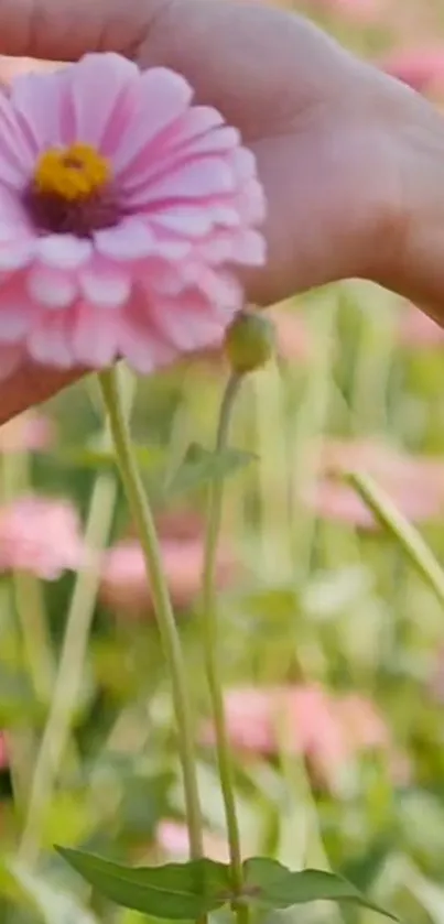 Close-up of a hand holding a blooming pink flower in a vibrant field.