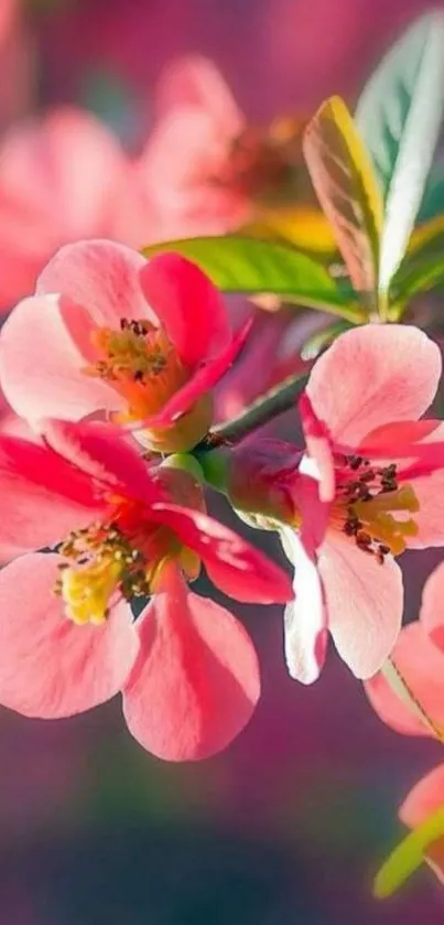 Close-up of vibrant pink flowers with lush green leaves on mobile wallpaper.