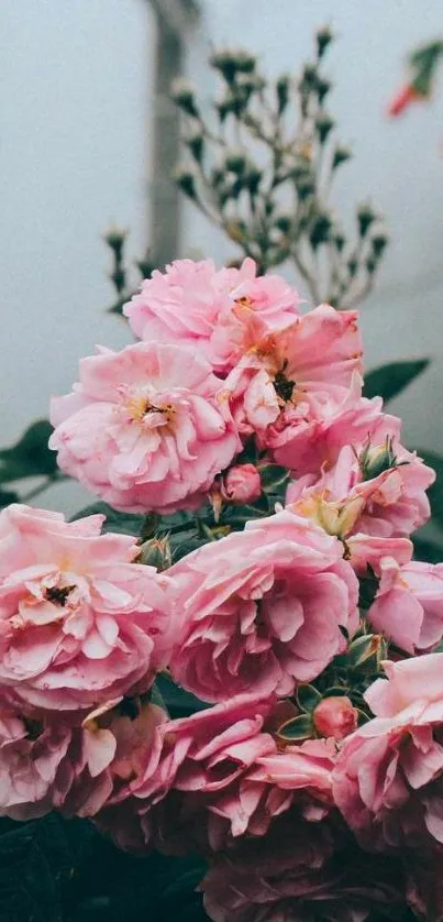 Pink roses in full bloom with green leaves, creating an elegant nature wallpaper.