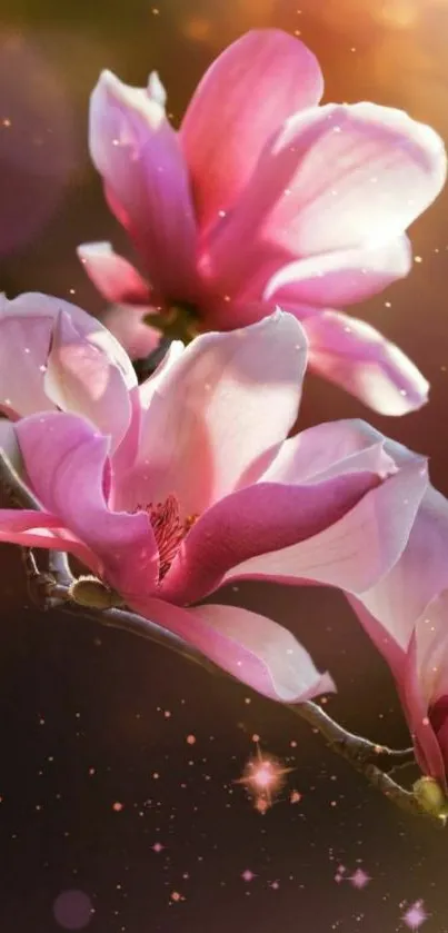 Blooming pink magnolia flowers with soft glowing lights.