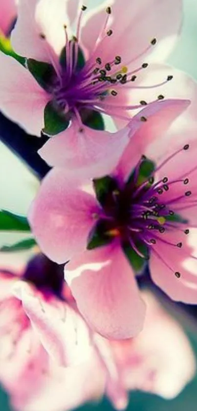 Close-up of pink cherry blossoms on branch.