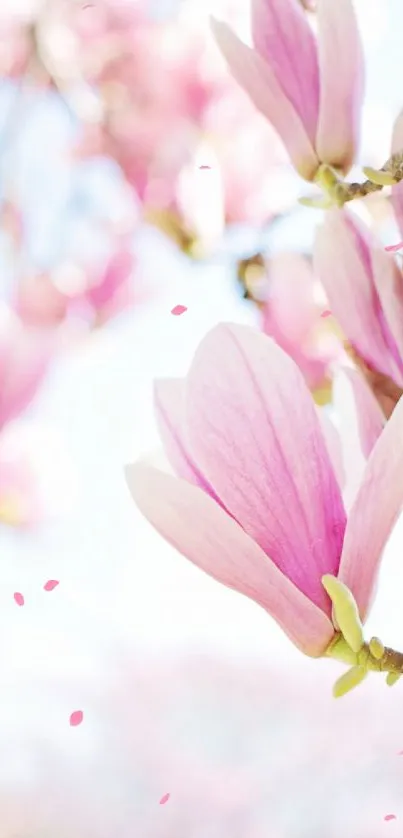 Close-up of pink magnolia flowers on a branch over a soft background.