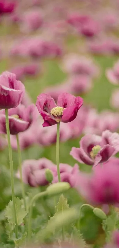 Beautiful field of pink poppy flowers in bloom.