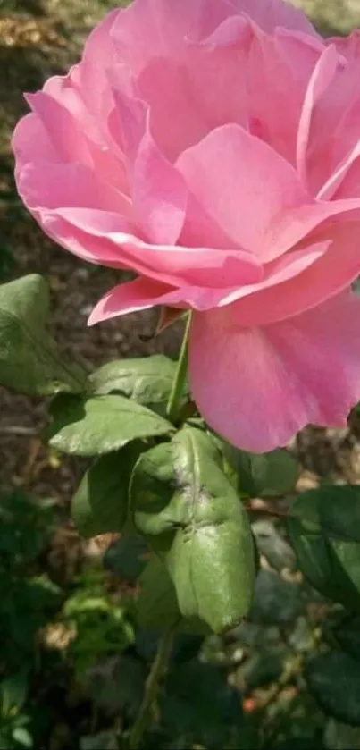 Close-up of a blooming pink rose with lush green leaves.