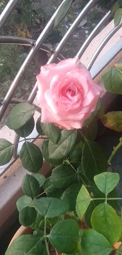 Pink rose in bloom surrounded by green leaves.